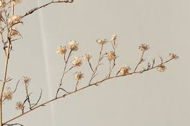 Image result for Andropterum