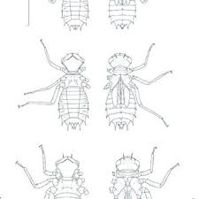 Image result for Thomandersia congolana