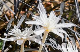 Image result for Colchicaceae