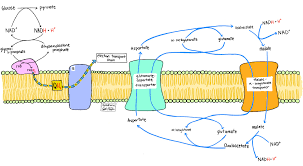 Thus, as cellular respiration progresses, the total volume of gas inside the system decreases. Cellular Respiration Accessscience From Mcgraw Hill Education