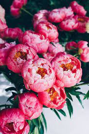 Flower hd phone wallpapers download free background images collection, high quality beautiful flowers wallpaper for your mobile phone. A Suite Treat Just For You Free Peony Bouquet Device Wallpaper Download Suite One Studio Peony Wallpaper Flower Wallpaper Flower Background Wallpaper