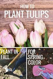 Planting Tulips This Fall Girl Vs Grid Planting Tulips Spring Flowering Bulbs Tulips