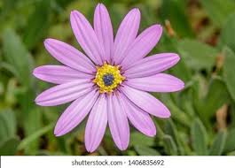 Image result for Osteospermum barberiae