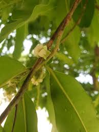 Image result for Diospyros mespiliformis