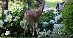 This true dwarf produces incredible 9 long clusters of flowers in early summer in full sun or partial shade. Do Deer Eat Hydrangeas Or Are You Creating A Deer Buffet World Deer