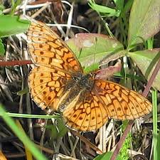 Image result for Blotiella currorii