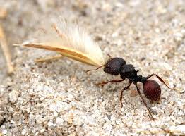 Worker Ants Alex Wild Ants York Peninsula Ant Farms