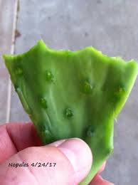 There are ongoing studies though at this point there are no proven results on humans. Growing Opuntia Prickly Pear Cactus In Arkansas