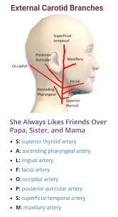 The right originates in the brachiocephalic trunk, the largest branch. Branches Of External Carotid Artery Carotid Artery Medical Knowledge Vascular Ultrasound