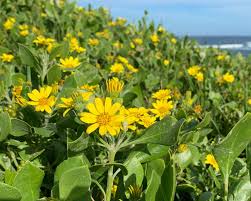 Image result for Chrysanthemoides monilifera