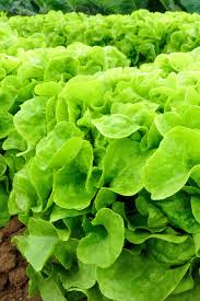 How i made my snake plant bloom. How To Plant A Summer Garden Replant Again For A Big Fall Harvest