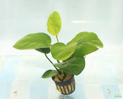 Image result for Astropanax barteri