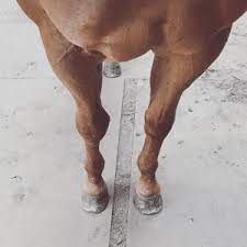 If The Shoes Fit Why Good Horseshoes Don T Hurt Horses