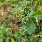 Image result for Dicliptera verticillata