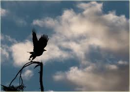 Bald Eagles May Be Nesting On Cape Cod Cai Silhouette of an eagle's nest on the golf course behind my gramma's house in sc. bald eagles may be nesting on cape cod