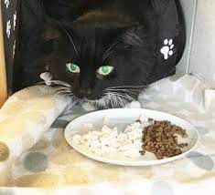 Welpe kotet in die wohnung. Katze Macht Ihr Grosses Geschaft Nicht Ins Klo 5 Ursachen Und Losungen