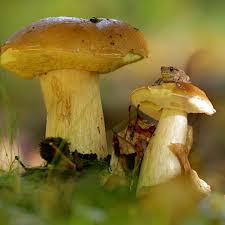 Er wächst oft sehr „gesellig in jungpflanzungen und an mehr oder weniger offenen, nur schütter von gräsern, stauden und moosen bewachsenen stellen. Pfifferling Steinpilz Marone Tipps Und Tricks Zum Pilzesammeln Stern De