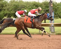 Little Miss Lupe upsets Susan B. Anthony - New York Thoroughbred Breeders,  Inc. News New York Thoroughbred Breeders, Inc. News