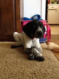 Black And White German Shorthaired Pointer Puppy Dunstanburgh In The Pink Ellie Black And White German Shorthaire German Shorthaired Pointer German Shorthaired Pointer Black German Shorthaired Pointer Dog