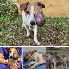 Dog's journey of healing and love