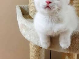 Satilik Kedi Ilanlari Ve Fiyatlari Kedi Sahiplendirme Ilanlari