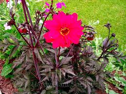 Image result for Kleinia grantii