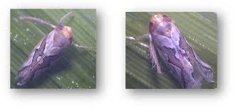 Image result for Rhynchosia divaricata