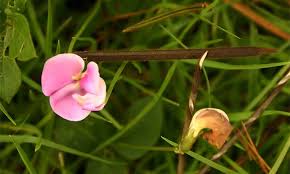 Image result for Vigna vexillata