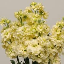Katz Yellow Matthiola Beautiful Flowers Garden Yellow Flowers Beautiful Blooms