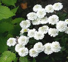 Chrysanthemum Parthenium Ball S Ultra Double Feverfew Plant Feverfew Types Of Plants