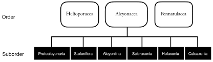 Amaral jde f(1), vasconcelos gm(1), torloni mr(1), fisberg m(2), sampaio ide p(2), guazzelli ca(1). Octocoral Classification System Based In Bayer 1981b And Grasshoff 1999 Download Scientific Diagram