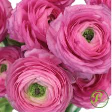 Hot Pink Ranunculus Cloni Pink Flower Arrangements Ranunculus Flowers Hot Pink Flowers