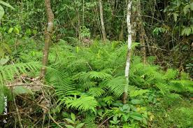 Image result for Amblovenatum opulentum