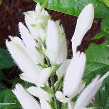 It comes in different shades of red and purple, it blooms in partial shade for weeks in july. White Candles Tropical Tyk Shrimp Live Plant Shade Garden Flowering Perennial Justicia Whitefielda Elongata Starter Buy Online In Armenia At Armenia Desertcart Com Productid 213770509