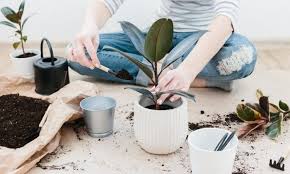 We've researched to find out the best way to handle this problem on the popular houseplant. Rubber Tree Ficus Elastica Expert Tips On Care Pruning And Propagation