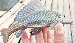 Alien Fish Threatens Bangladesh Aquatic Ecology