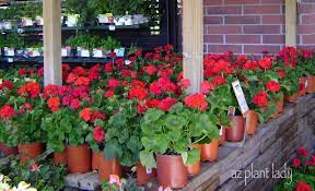 Summer Annuals Flowers For Summer Not So Fast