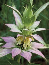 Image result for Monadenium herbaceum