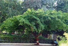 Image result for Libidibia coriaria