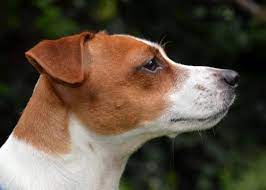Tudo Sobre A Raca Jack Russell Terrier Caracteristicas Fotos E Muito Mais Portal Do Dog