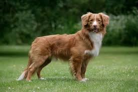 Nova scotia duck tolling retriever club original by peggy o'connell & laurie geyer, edited by amanda crane. Nova Scotia Duck Tolling Retriever Energetic Playful Athletic Wag Pet Boutique