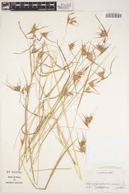 Image result for Exotheca