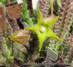 Image result for Orbea dummeri
