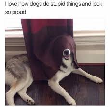 1 Puppy With Beautiful Eyes 2 Happy Dog Playing Hiding Games 3 Cute Puppy Wearing Cape 4 Dog Knows Who Is The Funny Animals Funny Dogs Funny Animal Pictures
