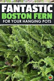 How To Grow Boston Ferns Care For Nephrolepis Exaltata Boston Ferns Boston Ferns Care Ferns Care