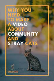 Why You Need To Make A Video About Community And Stray Cats Cats Stray Cat Cat Fundraiser