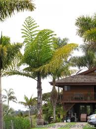 Image result for Caryota