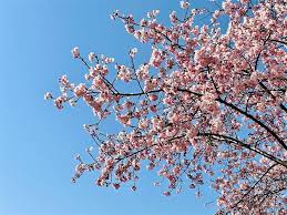 Cherry blossom is an unreleased song by lana del rey. It S Blooming Lovely As Cherry Trees Flower Early Shine News