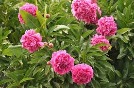 A plant that lives for…. 43 Best Perennials Flowers For Full Sun Borders And Shade