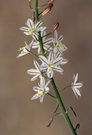 Image result for Trachyandra saltii